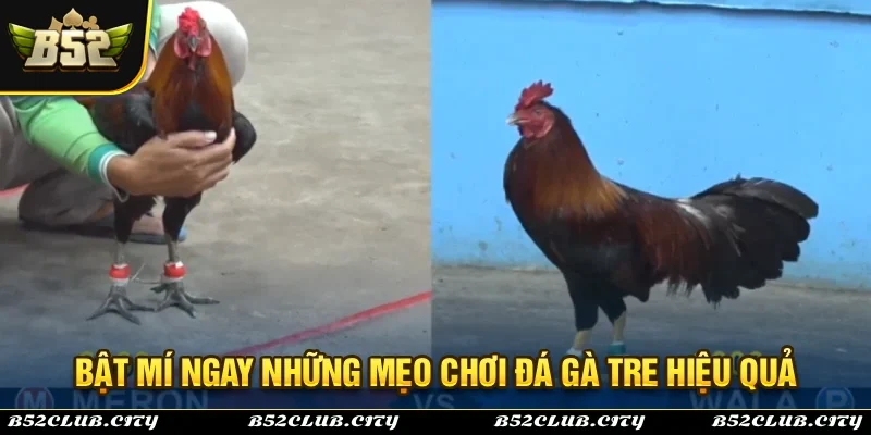 Chia sẻ ngay những mẹo chơi đa gà tre hiệu quả nhất hiện nay